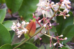 Zanthoxylum ovalifolium